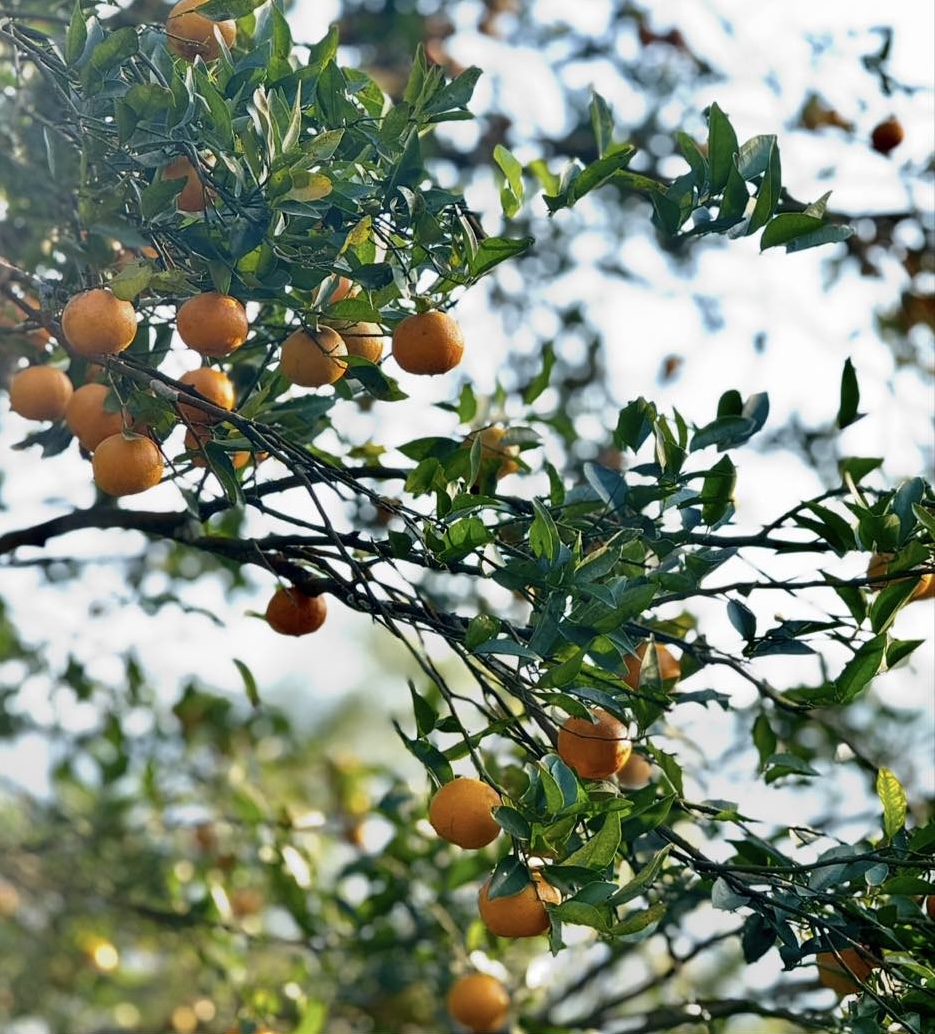 Orange Hiking at Sunakhari Homestay