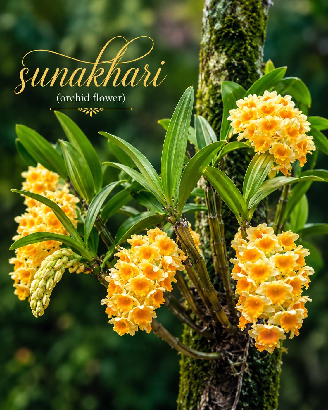 Welcome to Sunakhari Homestay Tabakoshi