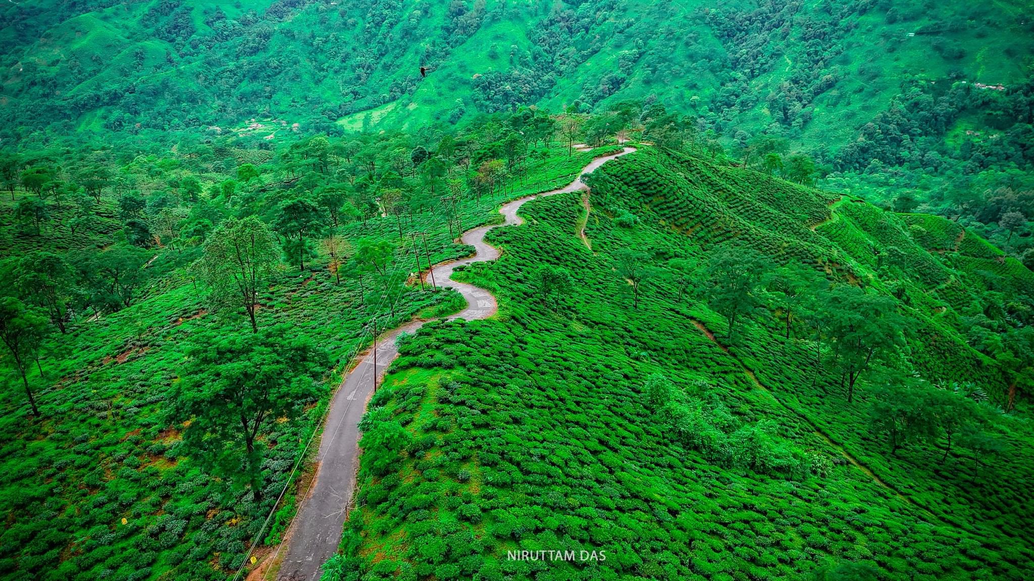 Tea Gardens