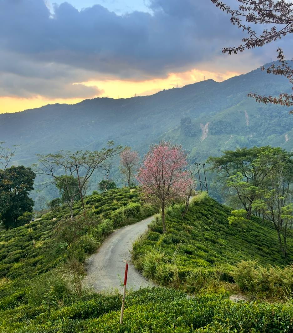 Tea Trails near Sunakhari Homestay